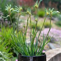 Bush Gems Celebrations™ Aussie Spirit Anigozanthos