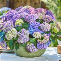 Tabletensia™ Blue Hydrangea