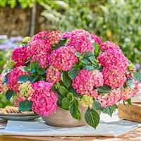 Tabletensia™ Pink Hydrangea