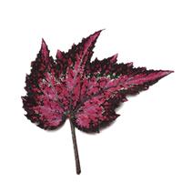 Jurassic Dino™ Polka Dot Rex Begonia