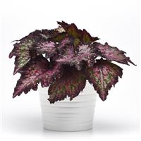 Jurassic Dino™ Polka Dot Rex Begonia
