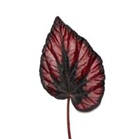 Jurassic Dino™ Black Tie Rex Begonia