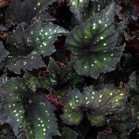 Jurassic Dino™ Black Sky Rex Begonia