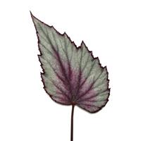 Jurassic Dino™ Dragon Fruit Rex Begonia
