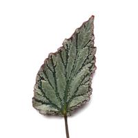 Jurassic Dino™ Greenie Rex Begonia