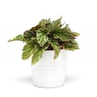 Jurassic Dino™ Greenie Rex Begonia