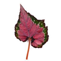 Jurassic Dino™ Cherry Fields Rex Begonia