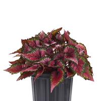 Jurassic Dino™ Cherry Fields Rex Begonia