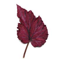 Jurassic Jr.™ Rose Splash Rex Begonia