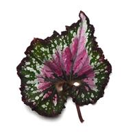 Jurassic Jr.™ Berry Swirl Rex Begonia