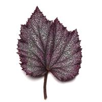 Jurassic Jr.™ Purple Spec Rex Begonia