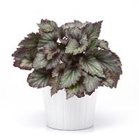 Jurassic Jr.™ Purple Spec Rex Begonia