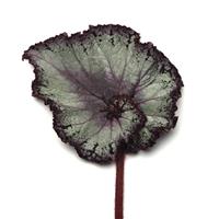 Jurassic Jr.™ Arctic Twist Rex Begonia