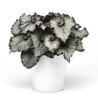 Jurassic Jr.™ Arctic Twist Rex Begonia