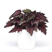 Jurassic Jr.™ Fire Spike Rex Begonia