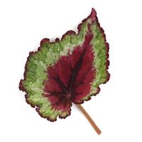 Jurassic Jr.™ Strawberry Heart Rex Begonia