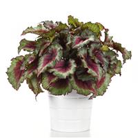 Jurassic Jr.™ Strawberry Heart Rex Begonia