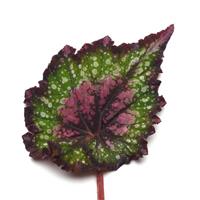 Jurassic™ Watermelon Rex Begonia
