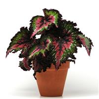Jurassic™ Watermelon Rex Begonia