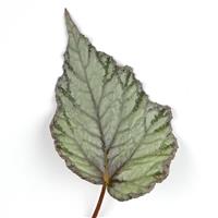 Jurassic™ Snowfall Rex Begonia