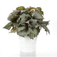 Jurassic™ Snowfall Rex Begonia