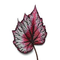 Jurassic™ Pink Splash Rex Begonia