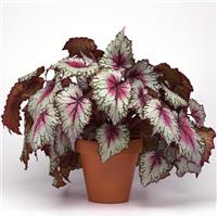 Jurassic™ Pink Splash Rex Begonia