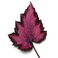 Jurassic™ Pink Shades Rex Begonia