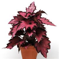 Jurassic™ Pink Shades Rex Begonia