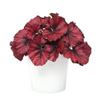 Jurassic™ Heartbeat Rex Begonia