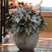 Jurassic™ Green Streak Rex Begonia