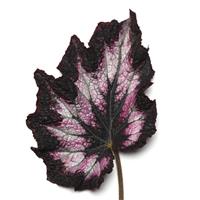 Jurassic™ Silver Point Rex Begonia