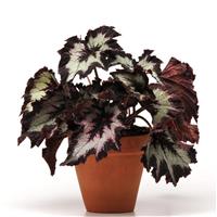 Jurassic™ Silver Point Rex Begonia