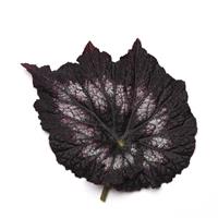 Jurassic™ Silver Swirl Rex Begonia
