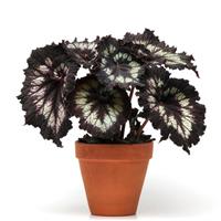 Jurassic™ Silver Swirl Rex Begonia