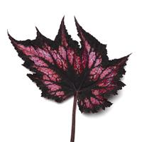 Jurassic™ Cherry Spike Rex Begonia