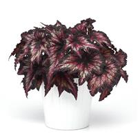 Jurassic™ Cherry Spike Rex Begonia