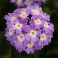 Blues™ Lavender+Eye Verbena