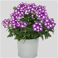 Blues™ Violet+Eye Verbena