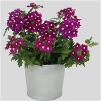 Blues™ Purple+Eye Verbena