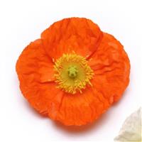 Papaver Champagne Bubbles Orange