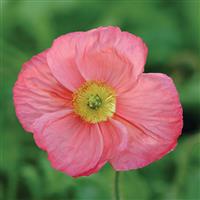 Papaver Champagne Bubbles Pink