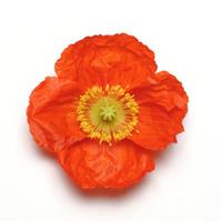 Papaver Champagne Bubbles Scarlet