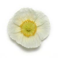 Papaver Champagne Bubbles White