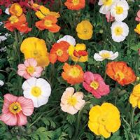Papaver Champagne Bubbles Mixture