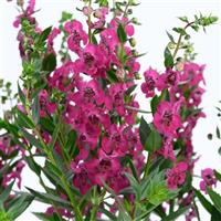 Alonia Cherry Angelonia