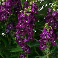 Alonia Big Grape Angelonia