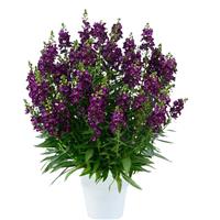 Alonia Big Grape Angelonia