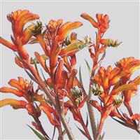 Kanga Orange Anigozanthos