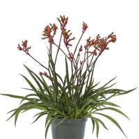 Kanga Orange Anigozanthos